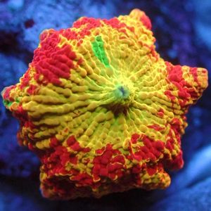 Mushrooms Corals