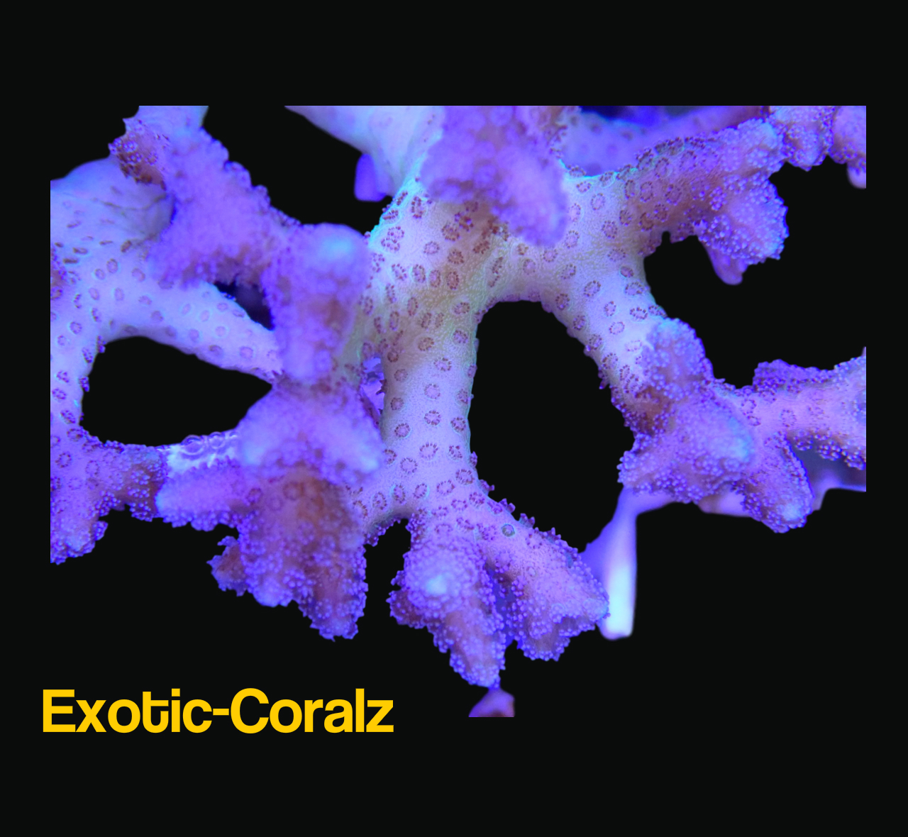 YELLOW BIRD NEST CORAL SPS - Exotic-Corals malaysia farm