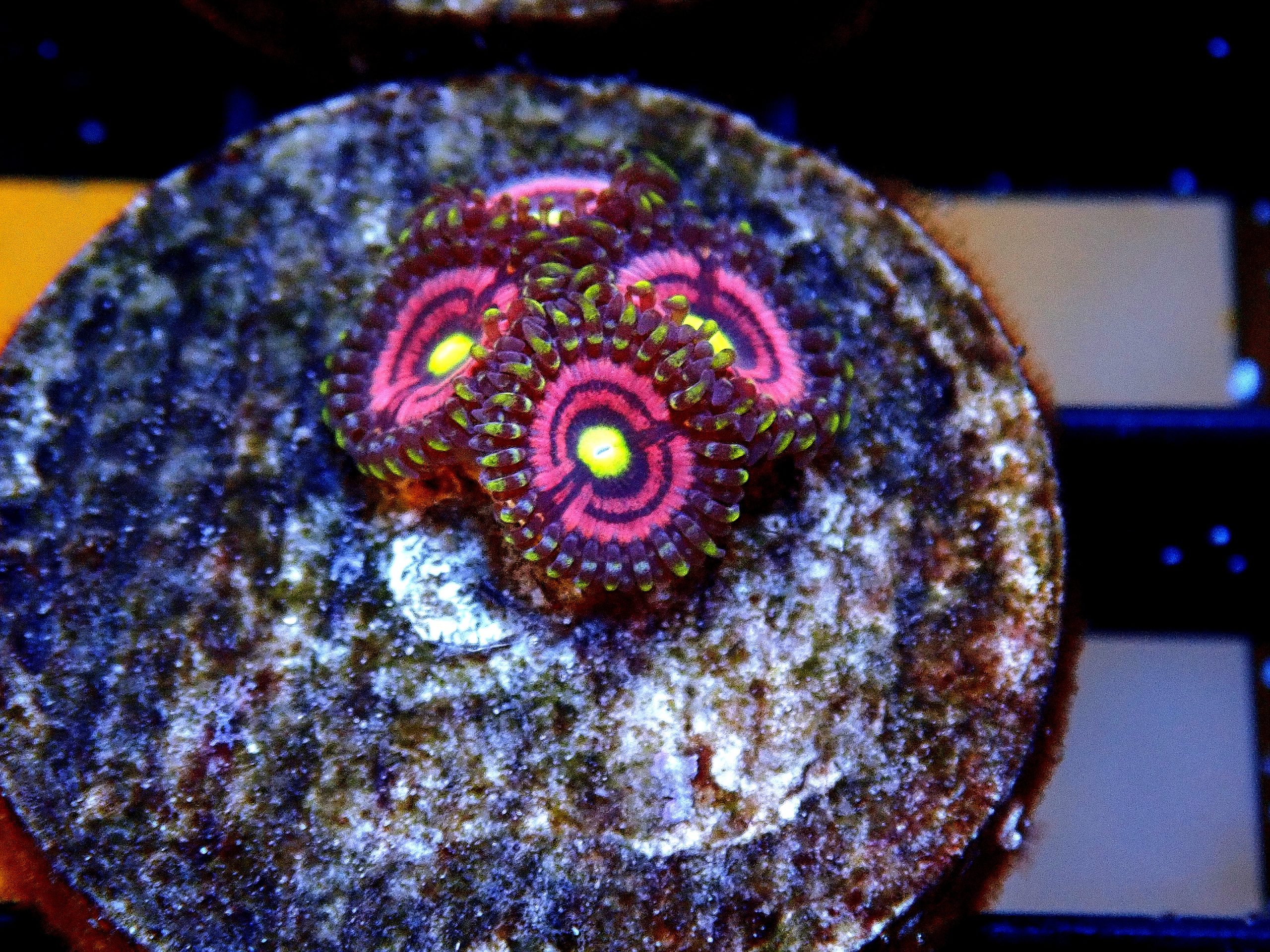 BUBBLE GUM ZOAS ExoticCorals malaysia farm
