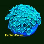 Gionopora-flowerpot coral