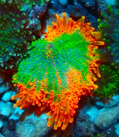 BI-COLOR YUMA - Exotic-Corals malaysia farm