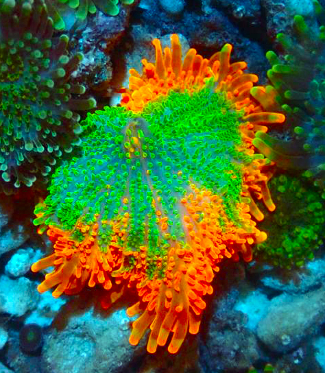 lava lamp mushroom coral