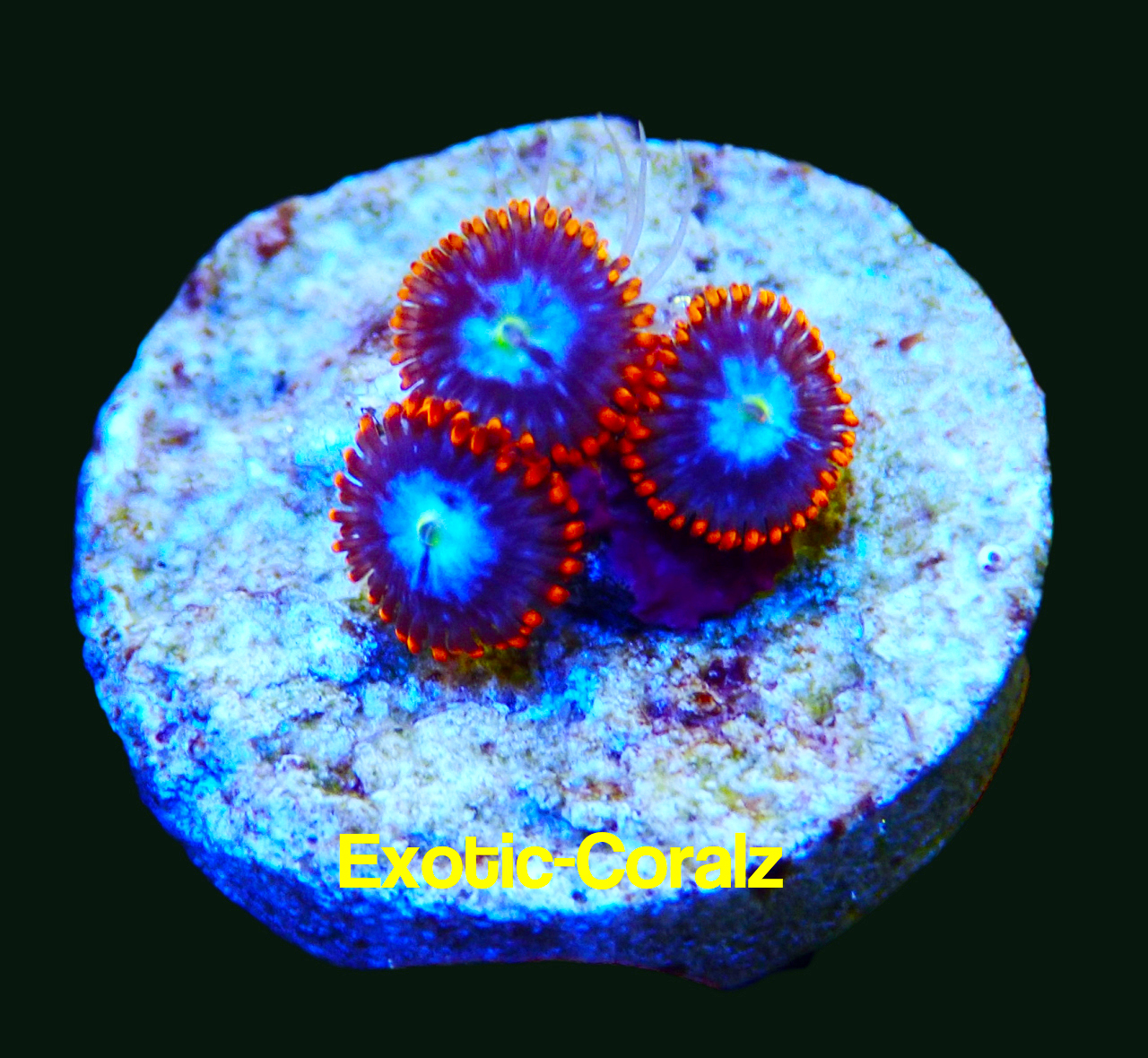 ICE FIRE ZOAS ExoticCorals malaysia farm