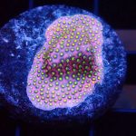 JF BLING BLING CYPHASTREA CORAL
