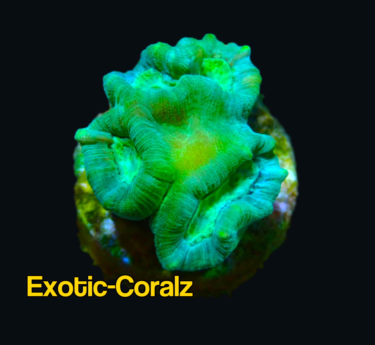 KRYPTONITE CANDY CANE CORAL ExoticCorals malaysia farm