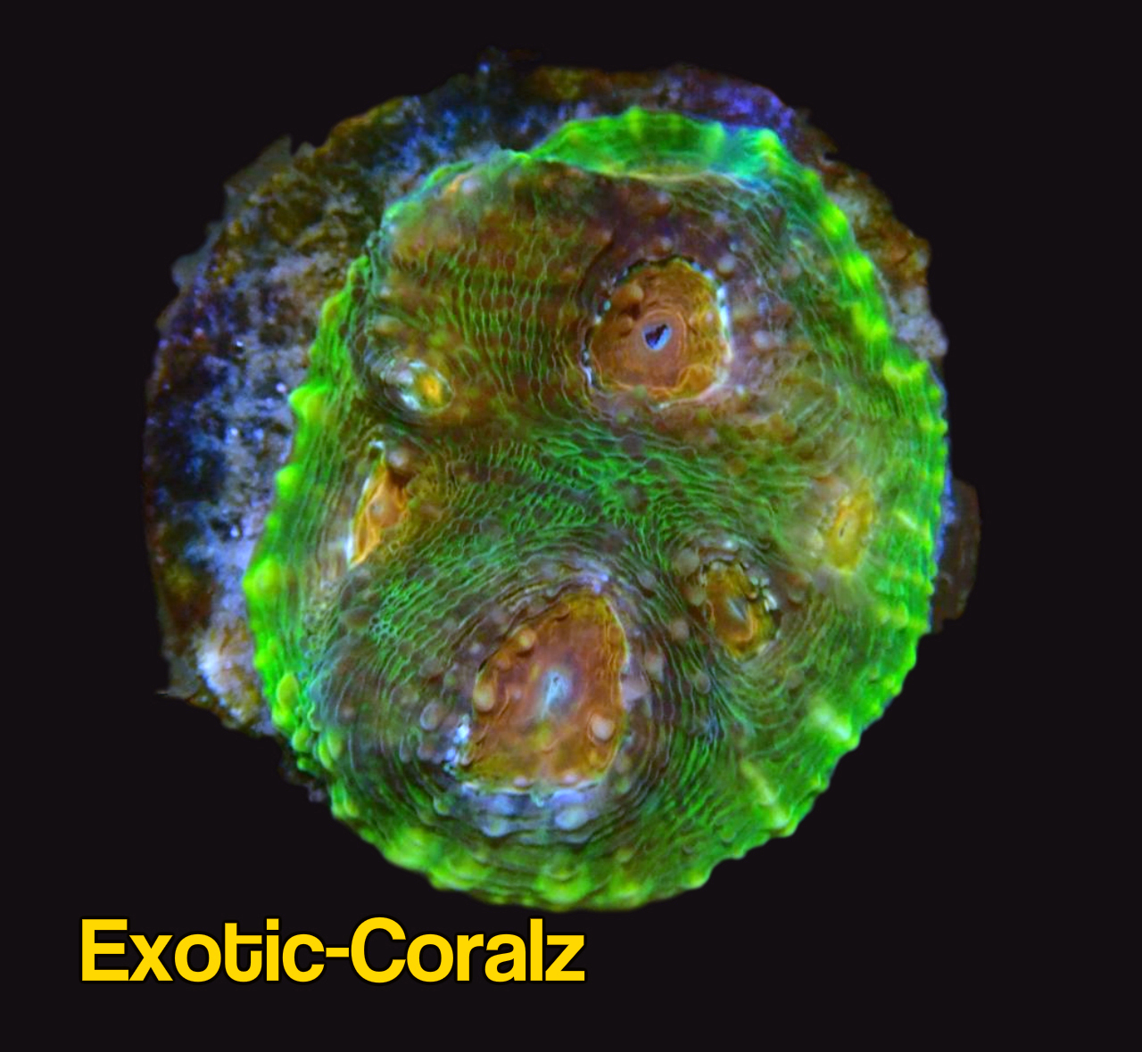 MUMMY EYE CHALICE CORAL ExoticCorals malaysia farm