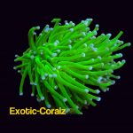 Neon green torch coral