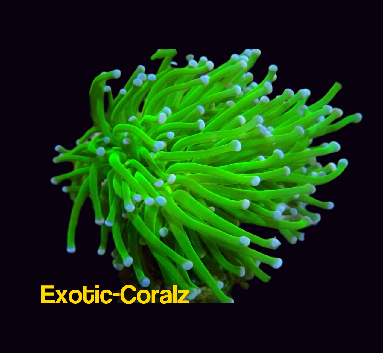 exotic-coralz.com