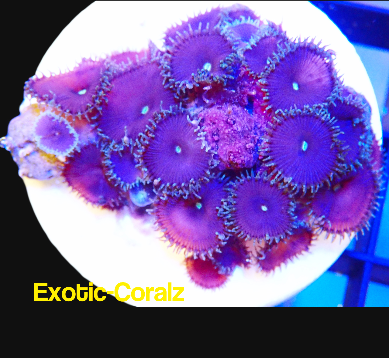 PURPLE DEATH ZOAS ExoticCorals malaysia farm