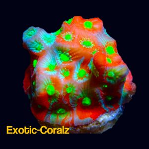 Red Green War coral