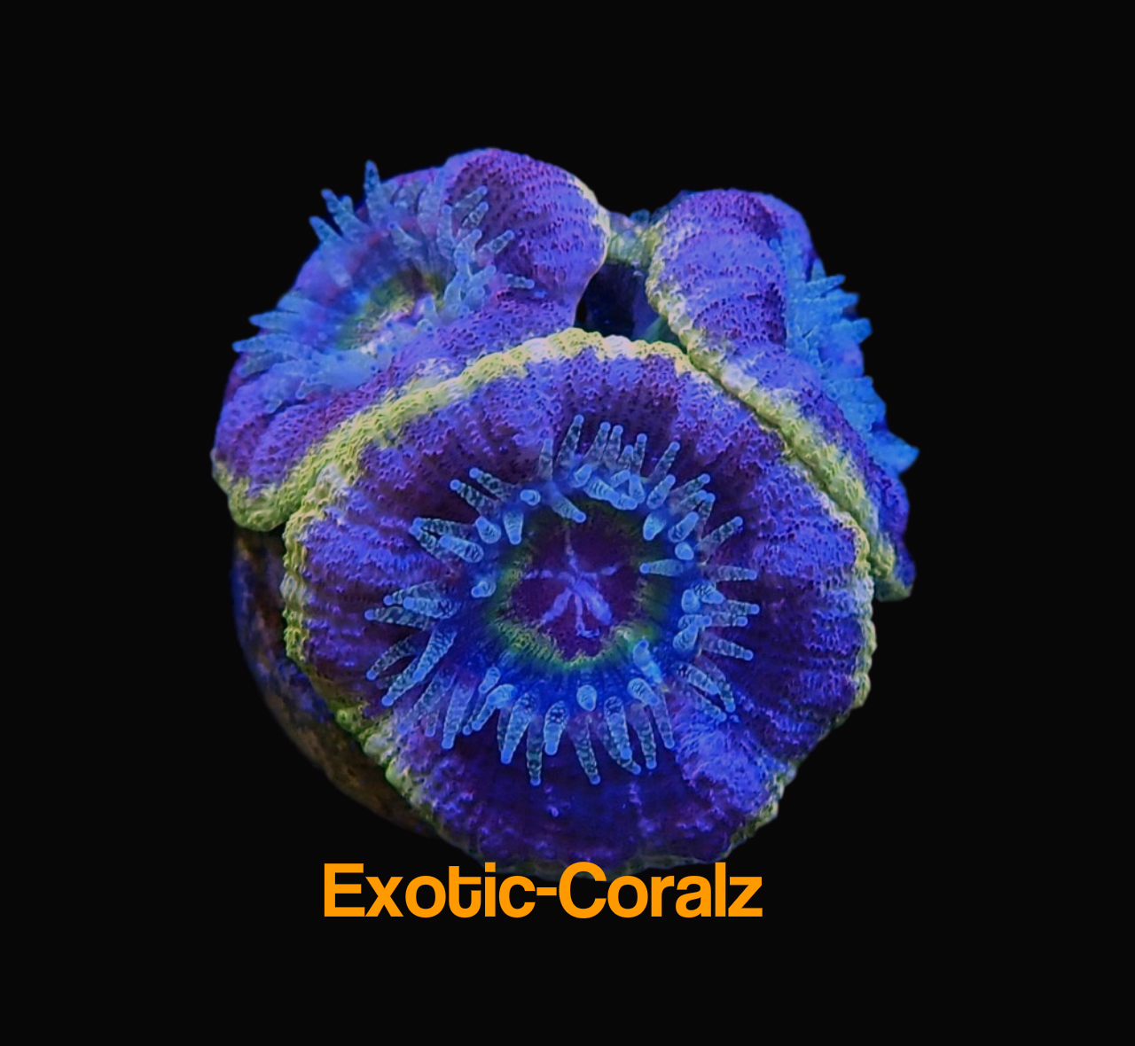 Awesome Asian Acan lord coral - Exotic-Corals malaysia farm