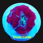 acan lord corals