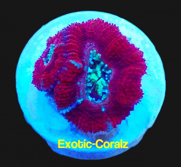 acan lord corals