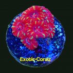 red acan