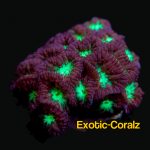blastomussa merletti coral