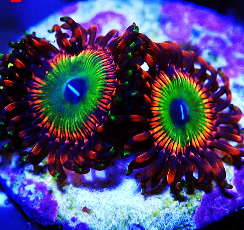 bowser zoa coral
