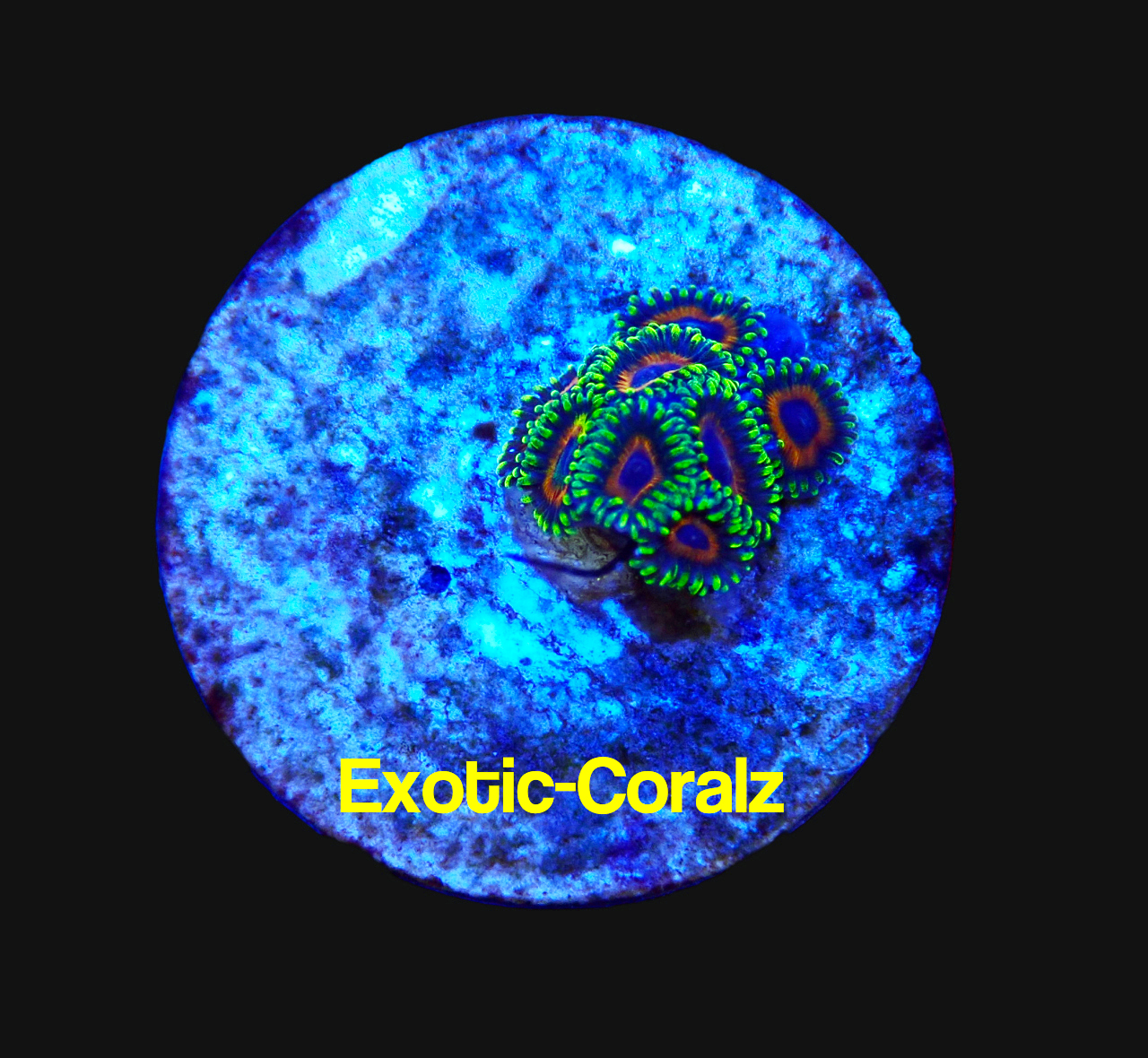 eagle eye zoa eagle eye zoa