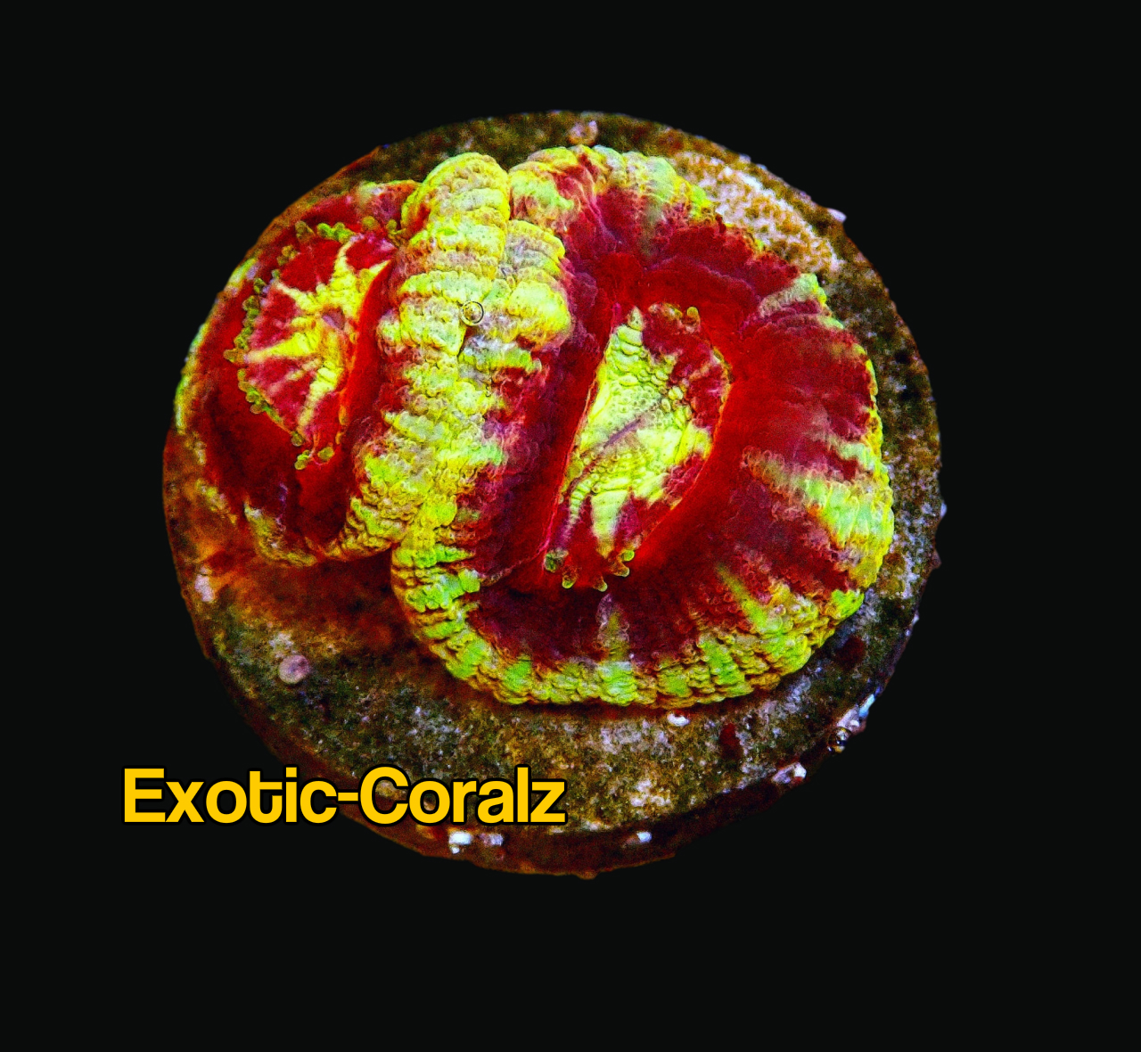 Gold Rim lord Acan corals - Exotic-Corals malaysia farm