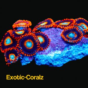 tequila sunset zoas