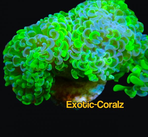 TOXIC GREEN HAMMER CORAL - Exotic-Corals malaysia farm