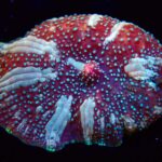 marble discosoma mushroom coral