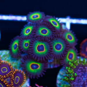 wwc bob marleys zoa