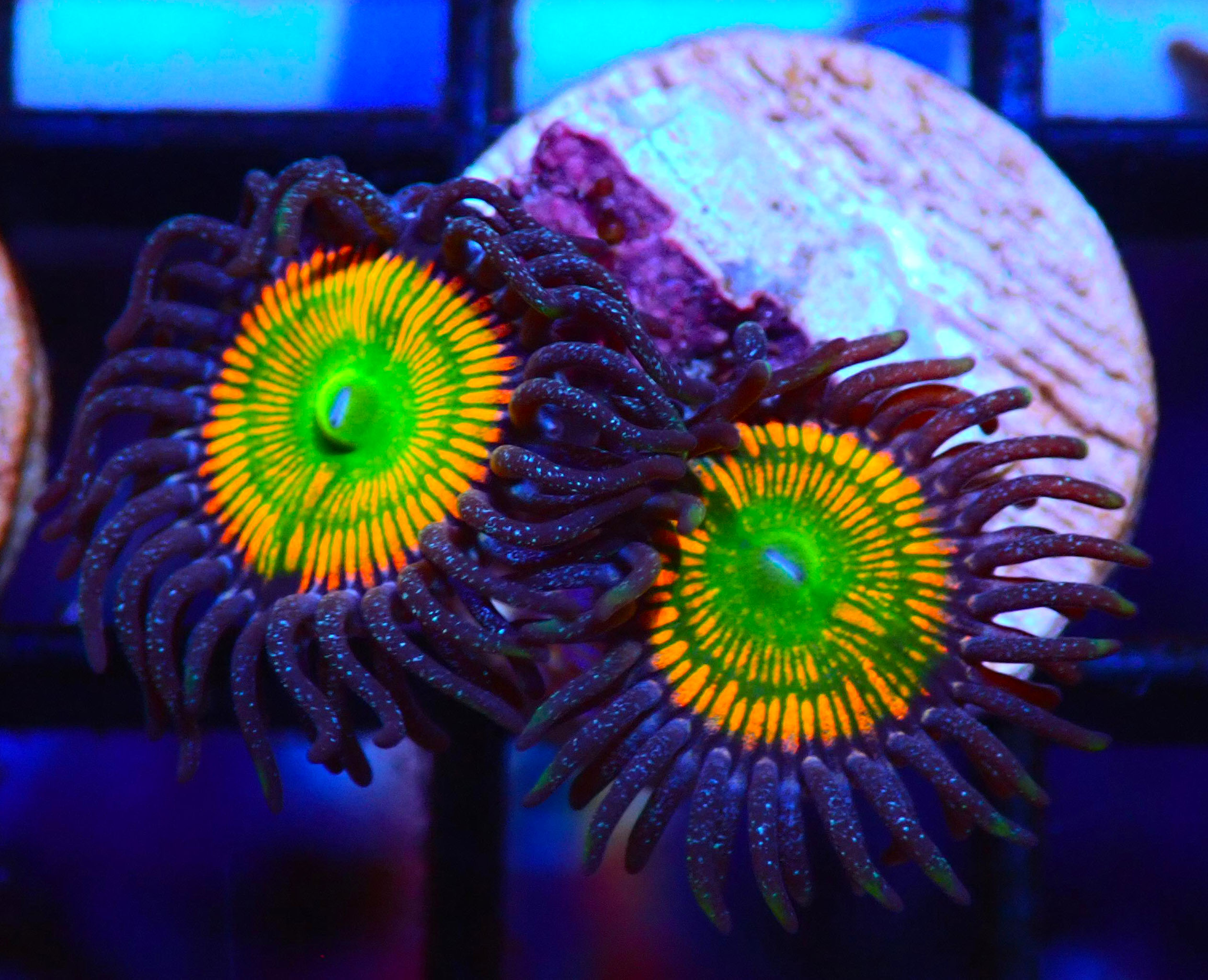 SUNNY D ZOA ExoticCorals malaysia farm