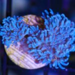wwc blue xenia coral