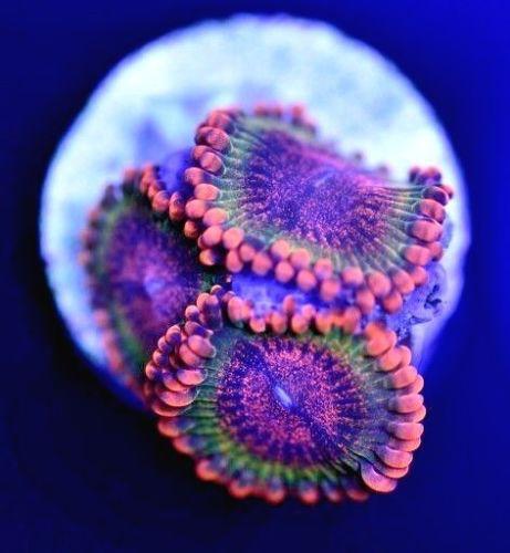 Speckled Krak zoa