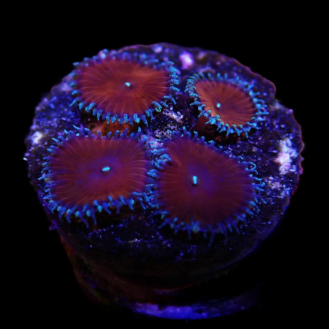 17 RED DEATH ZOAS