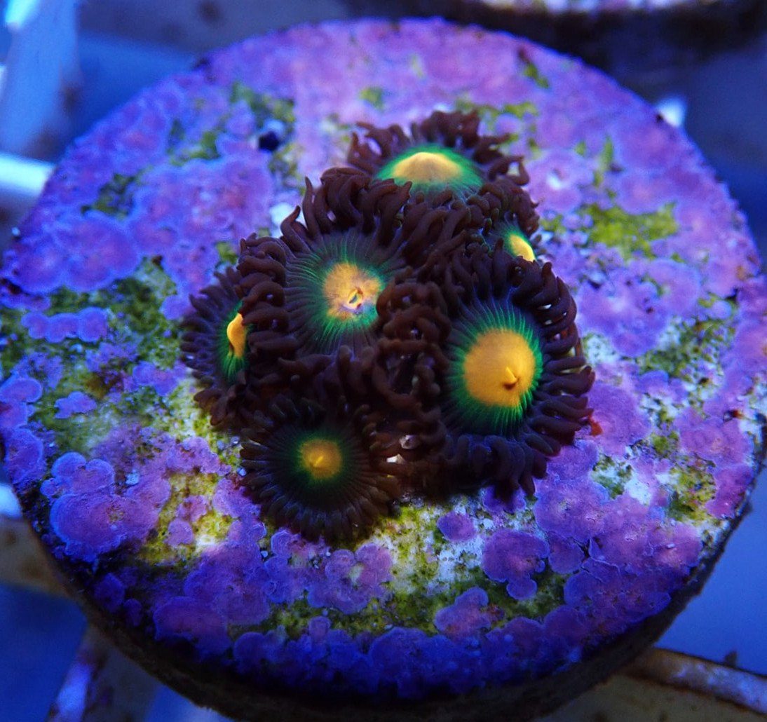 GORILLA NIPPLES ZOANTHIDS ExoticCorals malaysia farm