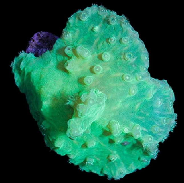 green cabbage corals 2