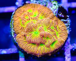 jack o lantern leptoseris