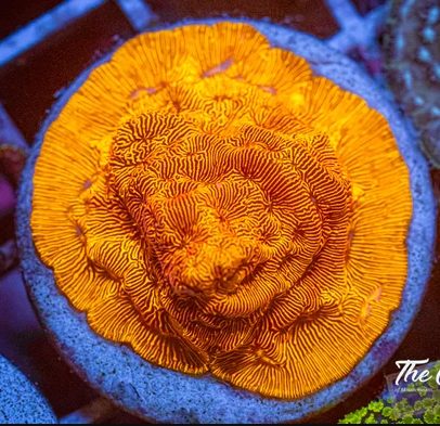 orange lepostrea coral