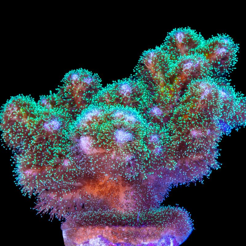 Camo Pocillopora damicornis coral