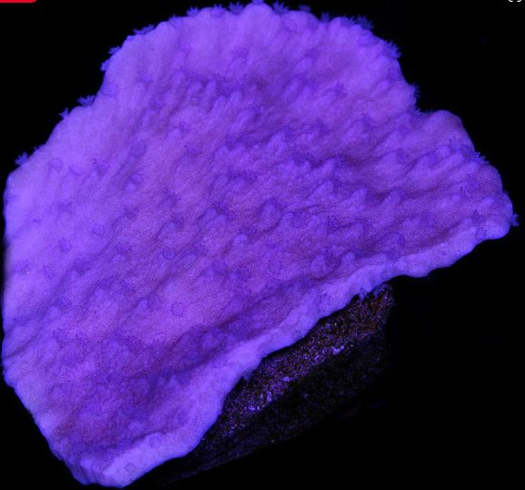 purple montipora