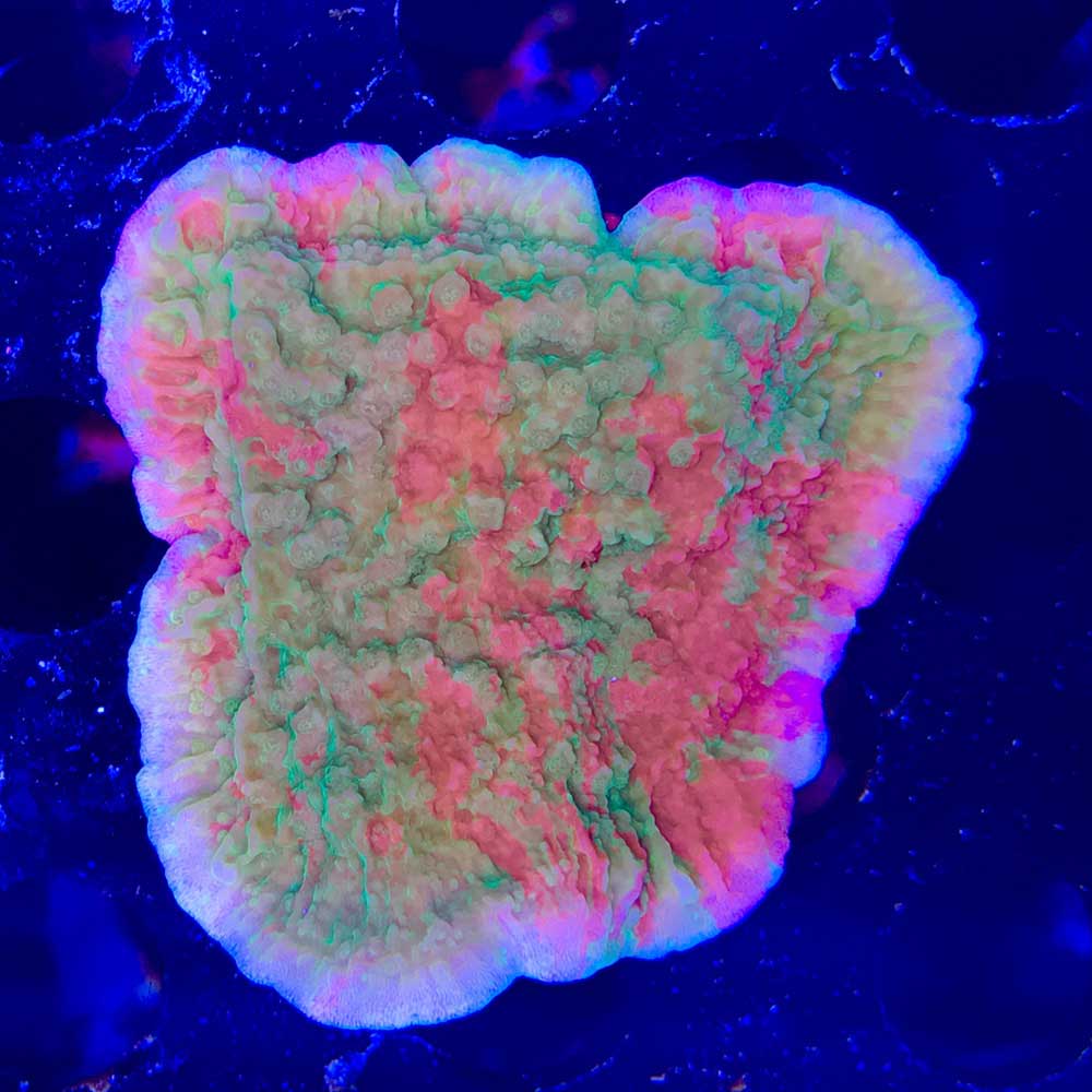 wwcgrafted red green montipora